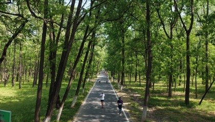开云体育下载app-万亩林海藏“神仙赛道”，民权马拉松绘就城市新画卷