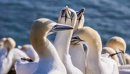 开云体育下载app-篮网欲重新签约克劳福德 丁威迪受伤加快谈判进展