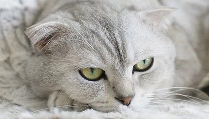 开云app官网-佩雷拉这3年:夺2冠胜率超6成 调教外援不力引争议