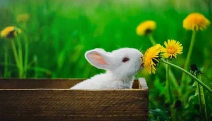 开云体育下载app-篮网欲重新签约克劳福德 丁威迪受伤加快谈判进展